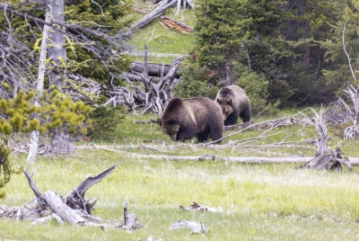 Grizzly Beryl and Cubs May 2025